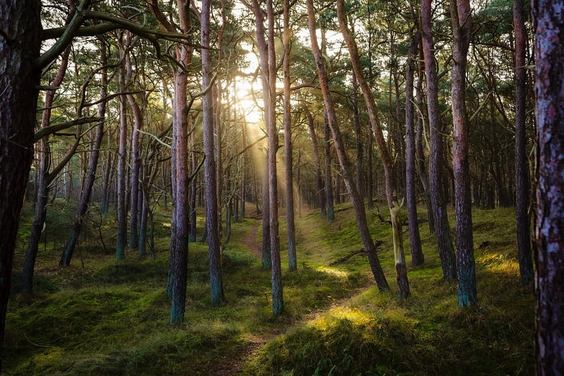 Forest Dining